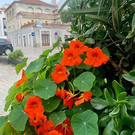 505 * São Martinho do Porto